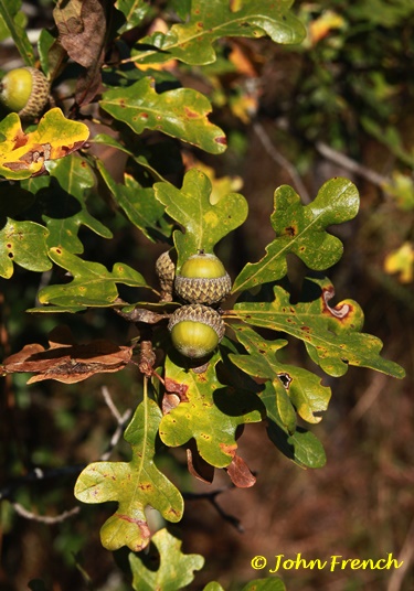 {Quercus margarettae}